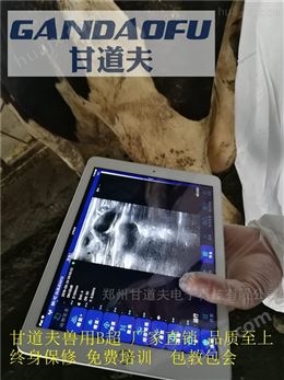 兽用B超背膘仪检测肉牛背膘眼肌方法步骤